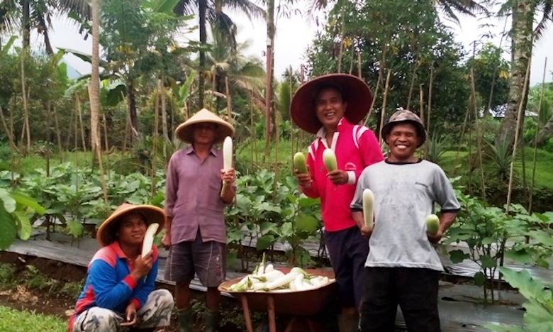 Terungkap Rahasia Sukses Petani Terong Jadi Jutawan